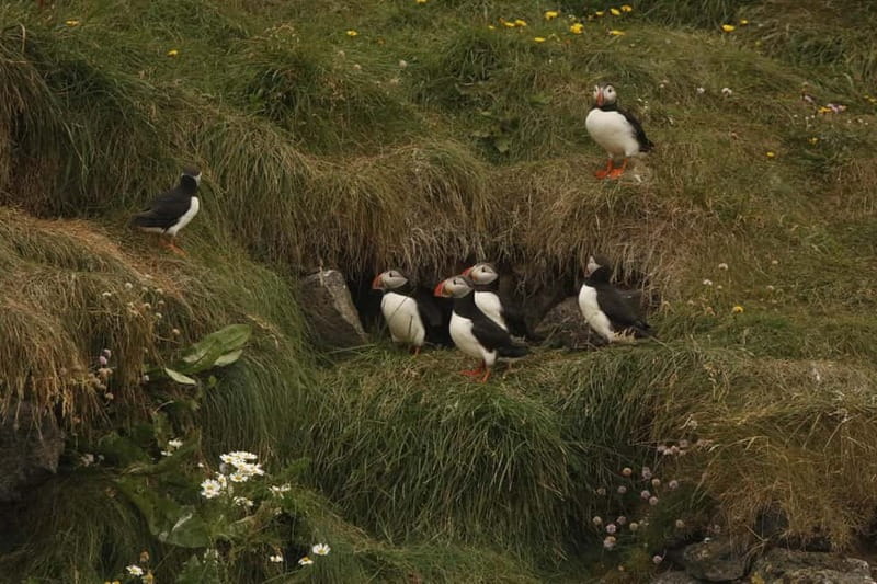 Reykjavik: Whale and Puffin Watching RIB Boat Tour - What the marine biology guide adds