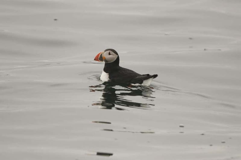 Reykjavik: Whale and Puffin Watching RIB Boat Tour - Is $200 a fair price?