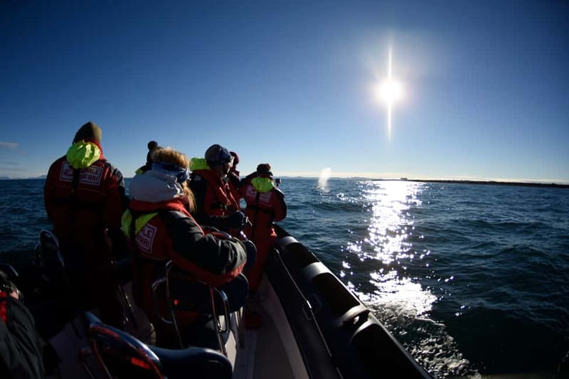 Reykjavik: Whale and Puffin Watching RIB Boat Tour - Timing, weather, and smart planning
