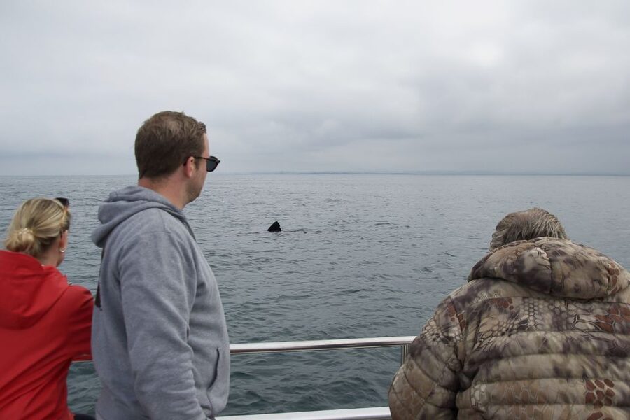 Reykjavik: Whale Watching and Dolphin Watching Yacht Cruise - Who will enjoy it most