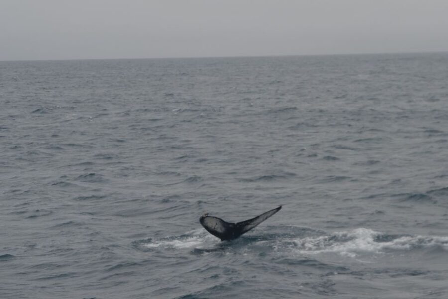 Reykjavik: Whale Watching and Dolphin Watching Yacht Cruise - Leaving Reykjavik’s Old Harbor