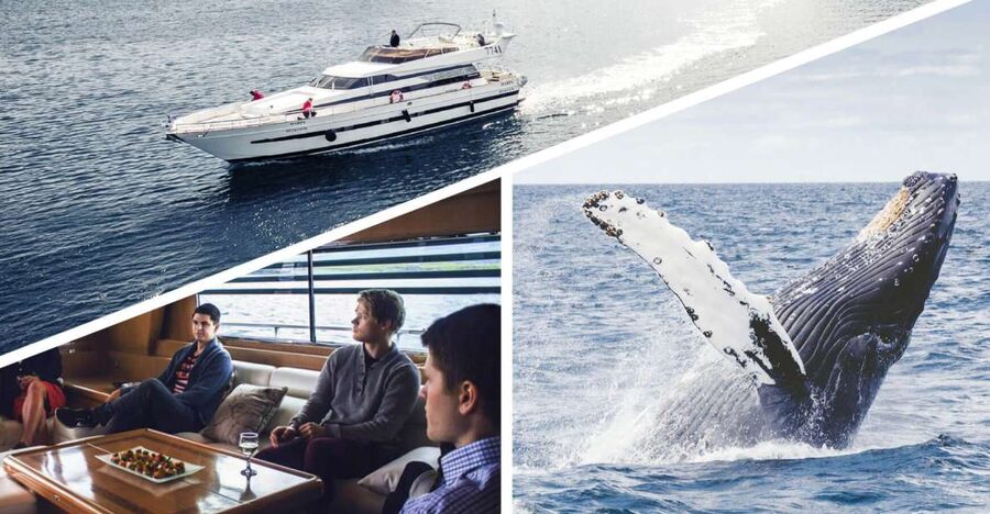 Reykjavik: Whale Watching and Dolphin Watching Yacht Cruise - Watching humpbacks, minke whales, and dolphins