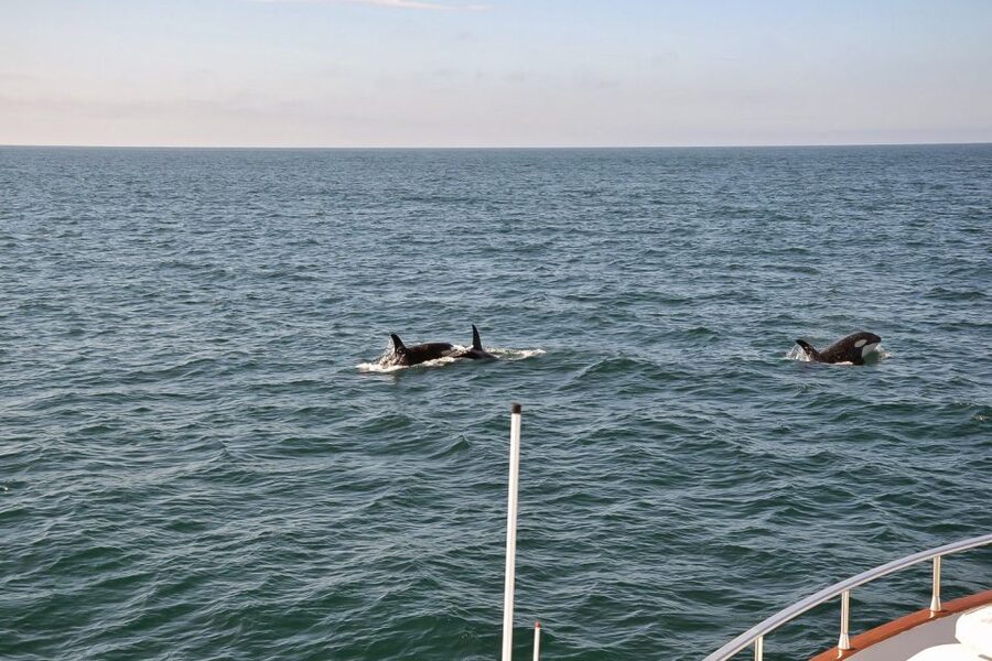 Reykjavik: Whale Watching and Dolphin Watching Yacht Cruise - Puffins from mid-May through mid-August