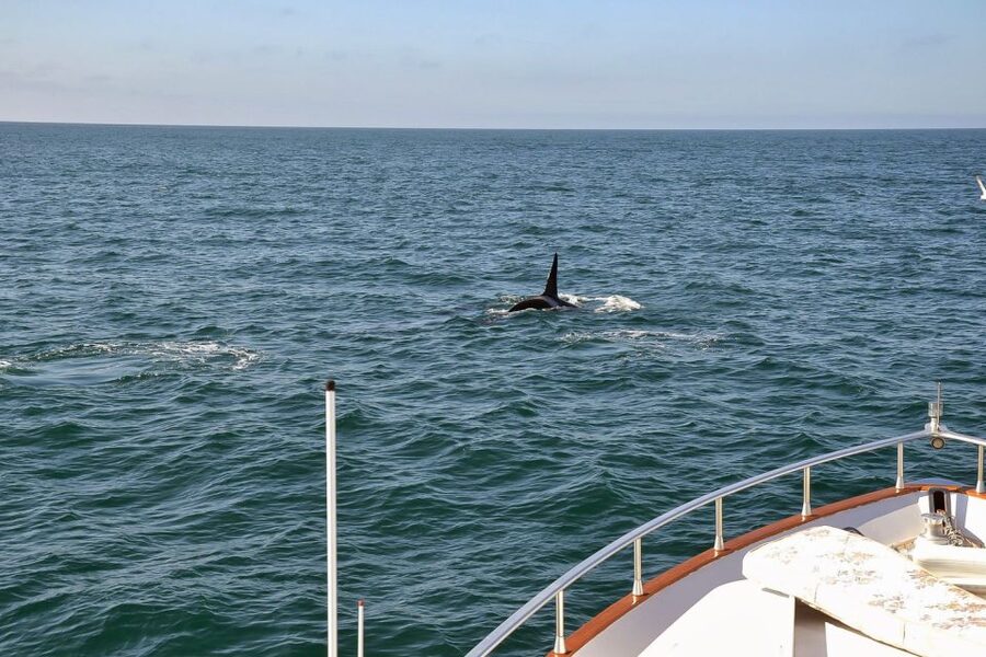 Reykjavik: Whale Watching and Dolphin Watching Yacht Cruise - The yacht’s indoor comforts