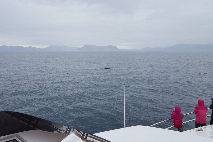 Reykjavik: Whale Watching and Dolphin Watching Yacht Cruise - How the three-hour timing works