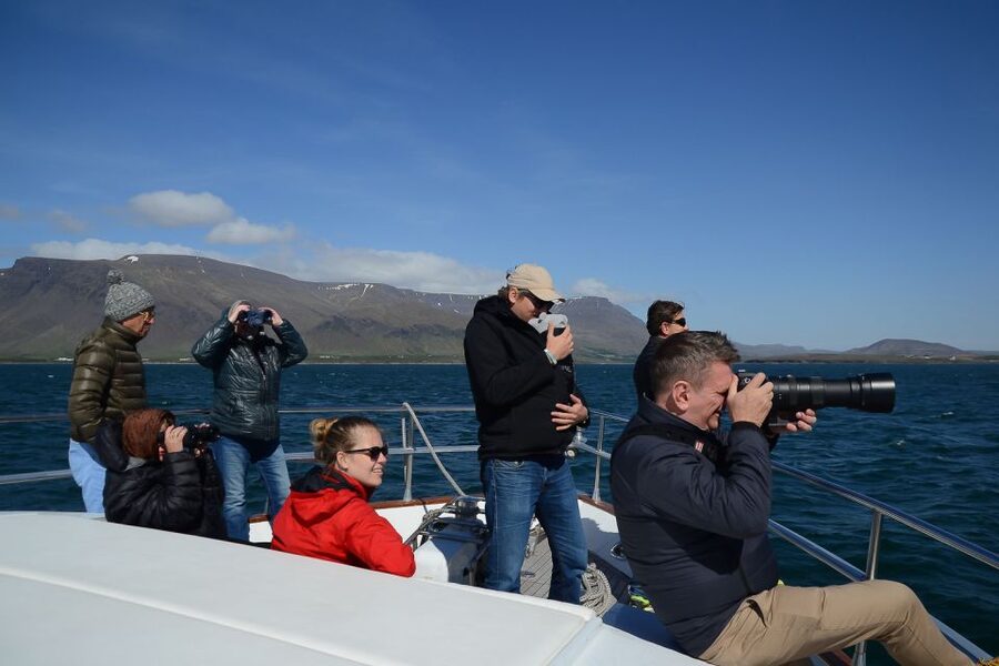 Reykjavik: Whale Watching and Dolphin Watching Yacht Cruise - What the $106 price gets you