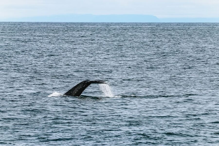 Reykjavík: Whale Watching and Marine Life Cruise - Practical booking advice for a smoother outing