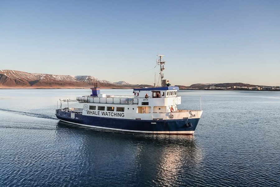 Reykjavík: Whale Watching and Marine Life Cruise - Humpbacks are the main event
