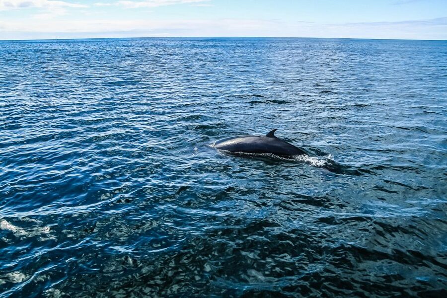 Reykjavík: Whale Watching and Marine Life Cruise - The best season, and why winter can still work