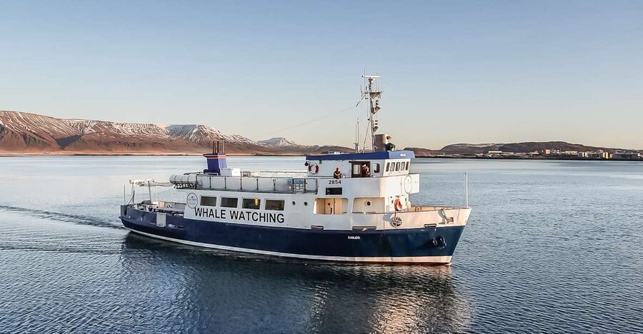 Reykjavík: Whale Watching and Marine Life Cruise - The first hour is often a search, not a show