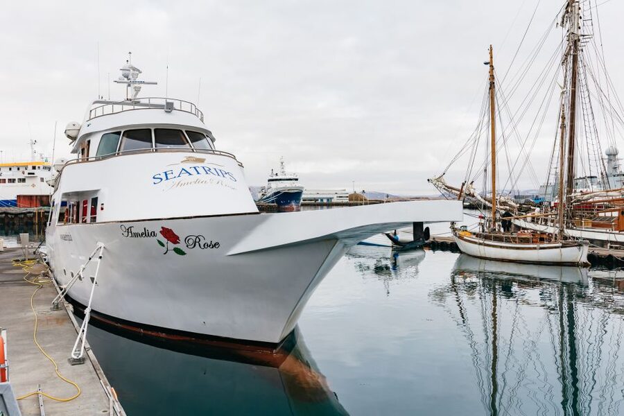 Reykjavík: Whale Watching Cruise on the Amelia Rose Yacht - Key things to know before sailing