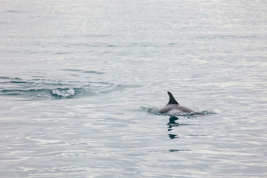Reykjavík: Whale Watching Cruise on the Amelia Rose Yacht - Practical tips for a better outing