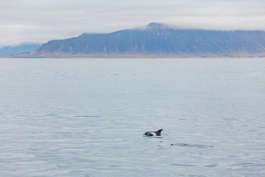 Reykjavík: Whale Watching Cruise on the Amelia Rose Yacht - What you might see in the bay