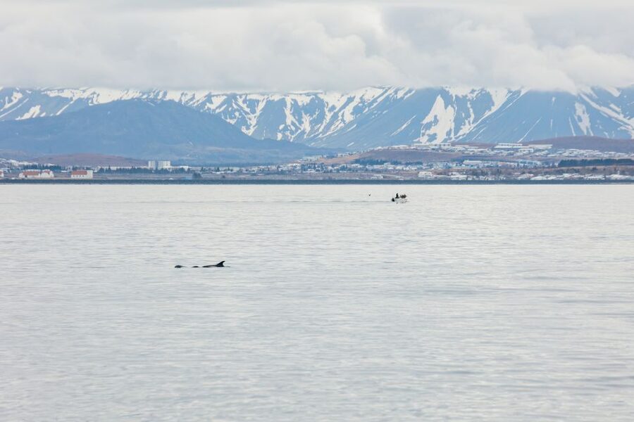 Reykjavík: Whale Watching Cruise on the Amelia Rose Yacht - Three decks, indoor comfort, and the bar