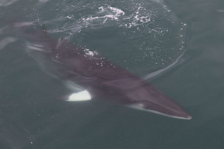 Reykjavik: Whale Watching Tour by RIB Boat - Key Points Before You Book