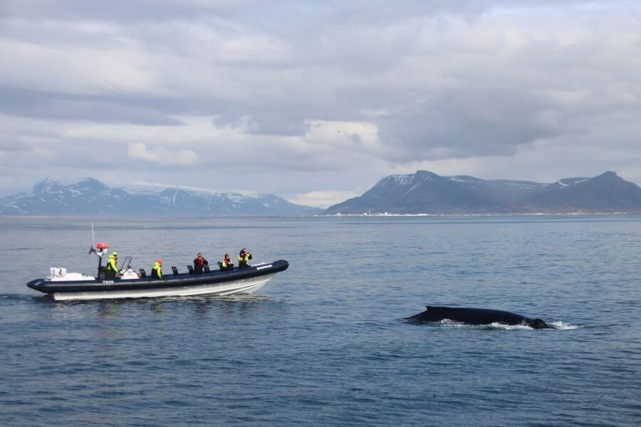 Reykjavik: Whale Watching Tour by RIB Boat - Searching the Feeding Grounds for Whales