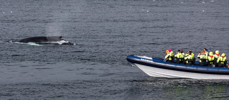 Reykjavik: Whale Watching Tour by RIB Boat - Guides Who Make the Two Hours Count