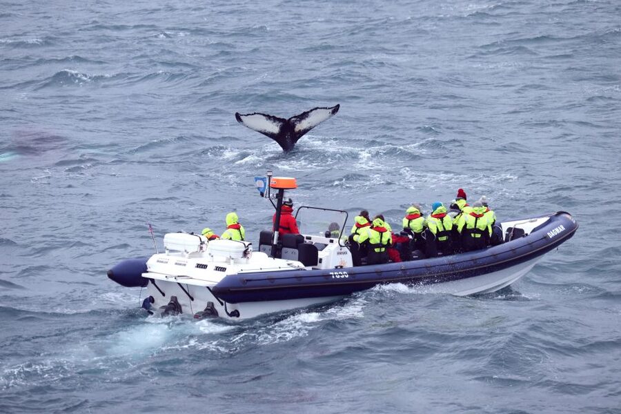 Reykjavik: Whale Watching Tour by RIB Boat - How Much Value Do You Get for $194?