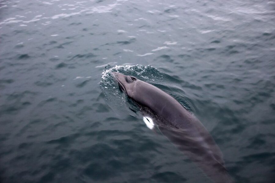 Reykjavik: Whale Watching Tour by RIB Boat - Who Should Choose This Boat?