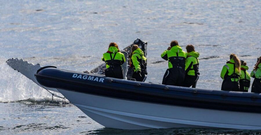 Reykjavik: Whale Watching Tour by RIB Boat - Why the RIB Boat Changes Whale Watching