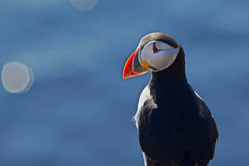Reykjavik: Whales and Puffins Express Cruise Combo Tour - Key points to know before sailing