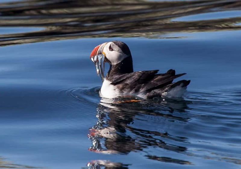 Reykjavik: Whales and Puffins Express Cruise Combo Tour - Whale watching aboard Andrea or the express boat