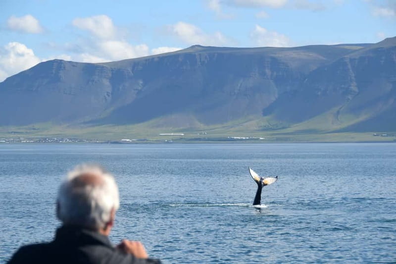 Reykjavik: Whales and Puffins Express Cruise Combo Tour - What the boats mean for comfort