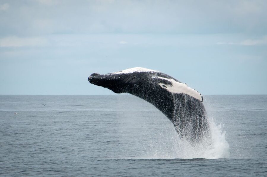 Reykjavik: Whales and Puffins Express Cruise Combo Tour - The guides make the wildlife easier to understand