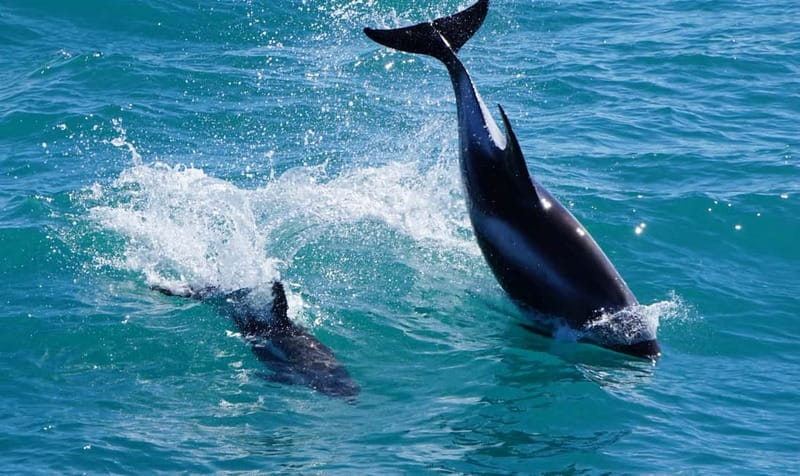 Reykjavik: Whales and Puffins Express Cruise Combo Tour - When should you book it?