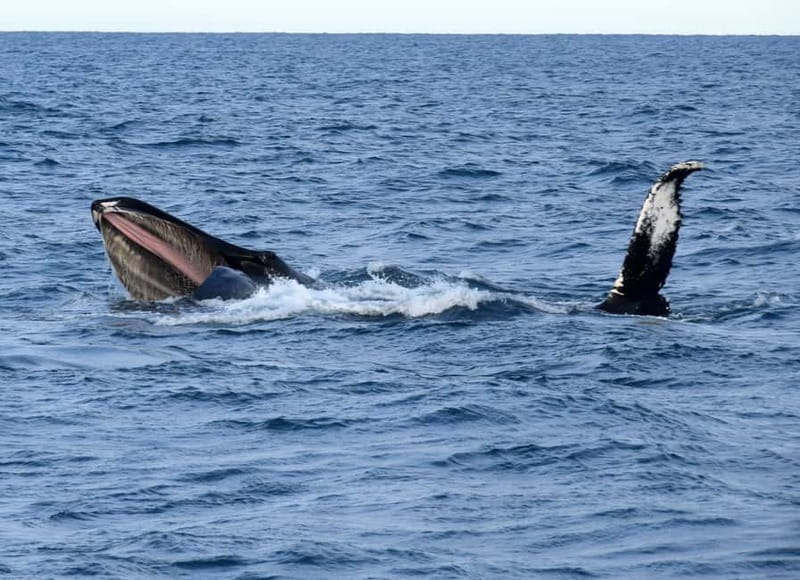 Reykjavik: Whales and Puffins Express Cruise Combo Tour - Who will enjoy this combo most?