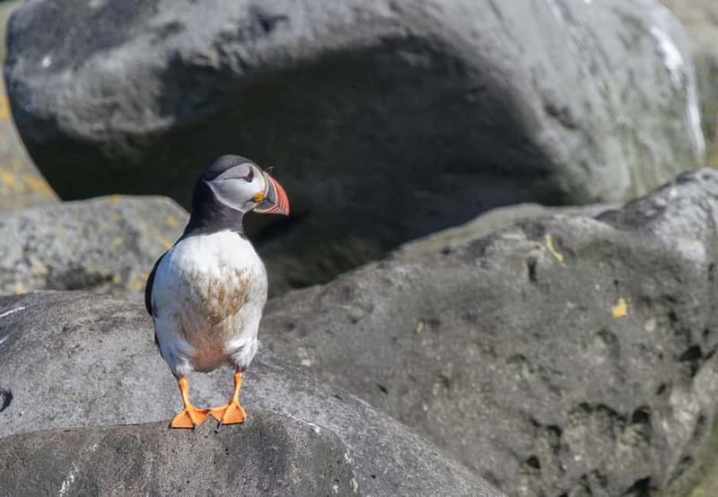 Reykjavik: Whales and Puffins Express Cruise Combo Tour - Puffin Express on Old Skúli