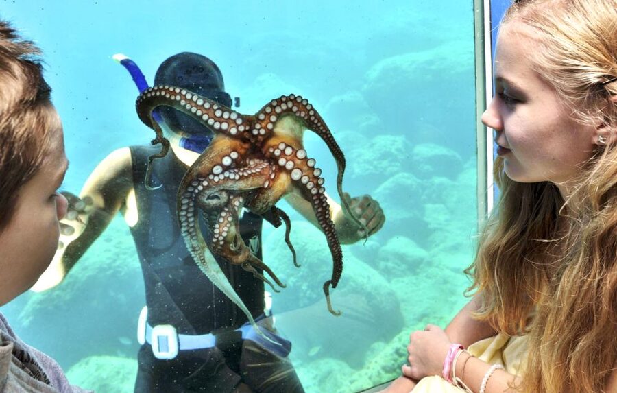 Rhodes Town: Yellow Submarine Cruise with Underwater Views - Key points to know before you board