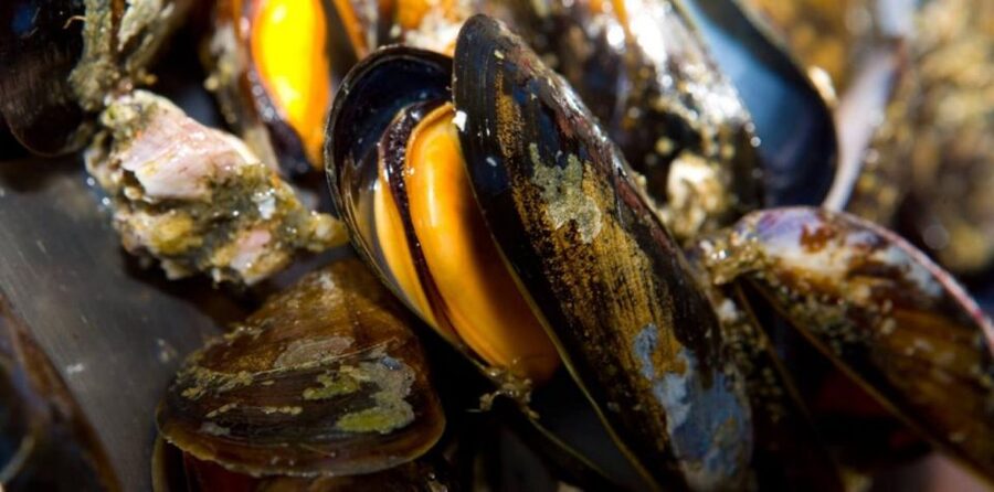 Ría de Arousa: Boat Ride to Mussel Farm with Tasting - A festive boat ride, not a quiet nature cruise