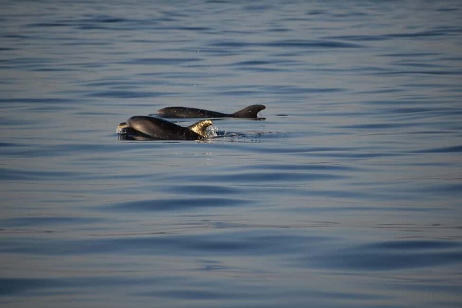 Rovinj: Sunset & dolphin group tours with Catamaran - Sunset, stories, and the view back to Rovinj