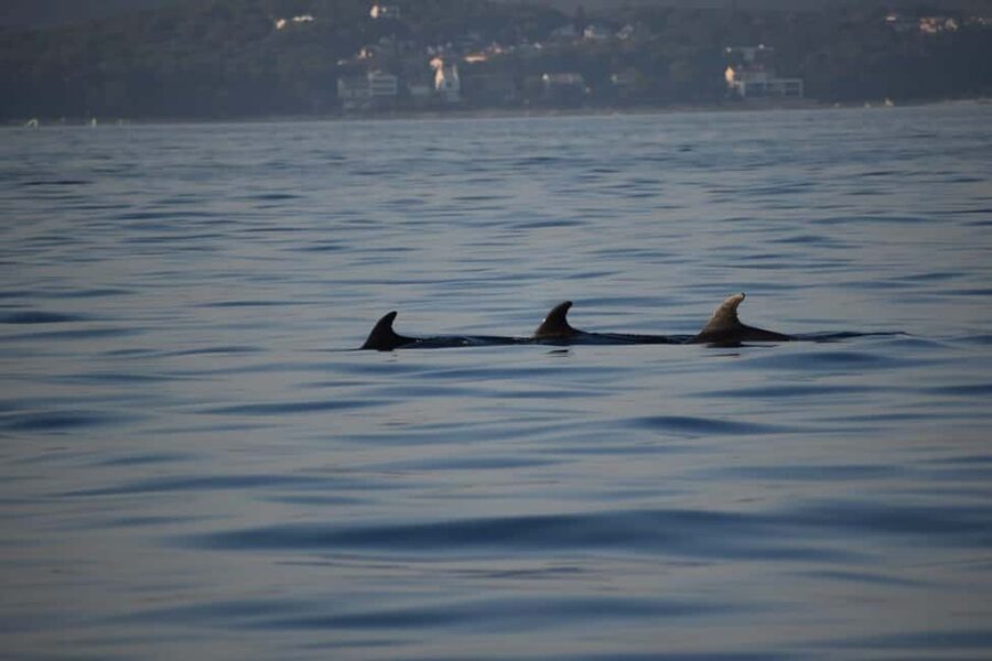 Rovinj: Sunset & dolphin group tours with Catamaran - Practical details that make the evening easier