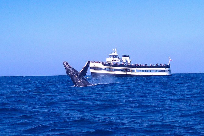 San Diego Whale Watching Cruise - Six things to know before sailing