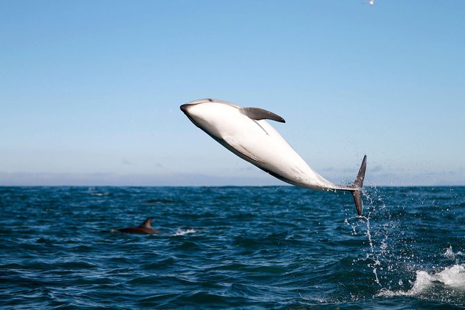 San Diego Whale Watching Cruise - Searching for gray whales, dolphins, and sea lions