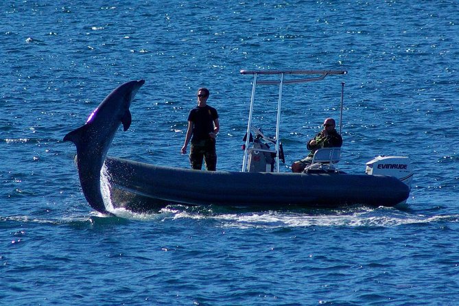San Diego Whale Watching Cruise - What is included, and what should you bring?