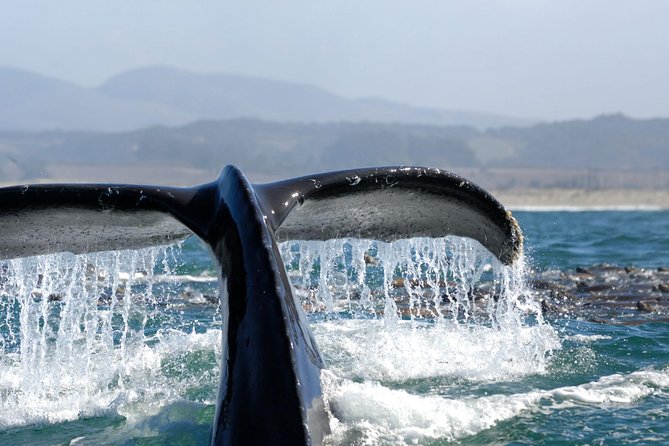 San Diego Whale Watching Cruise - Who will enjoy the America most?