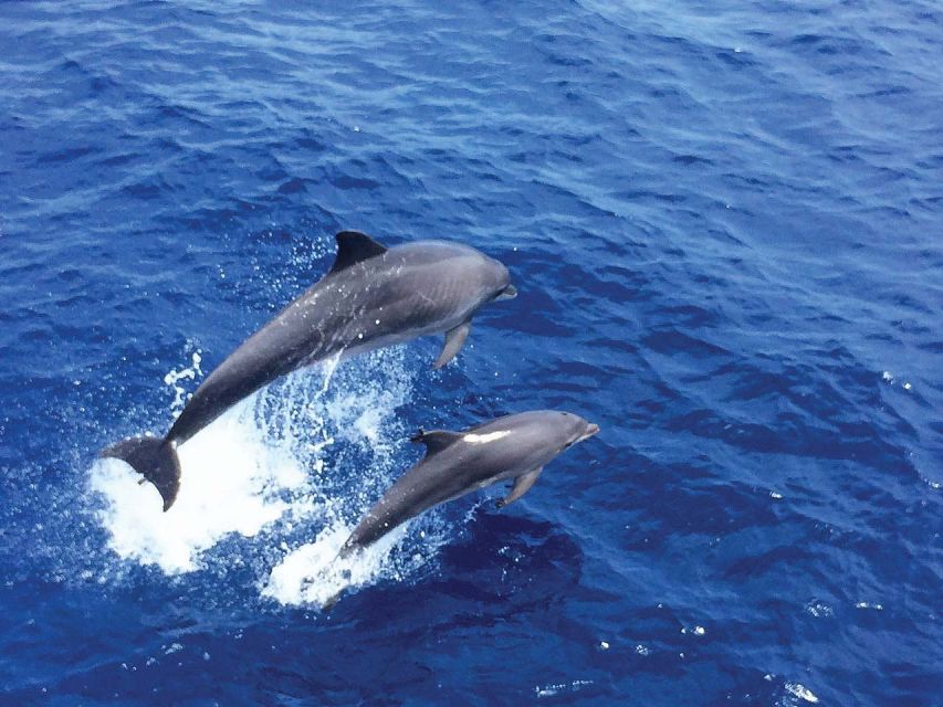 Santa Ponsa: Dolphin Watching Cruise - Key things to know before you book