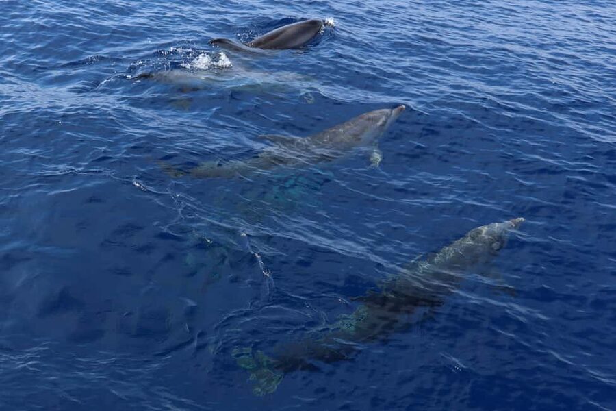 Santa Ponsa: Dolphin Watching Cruise - Should you book it?