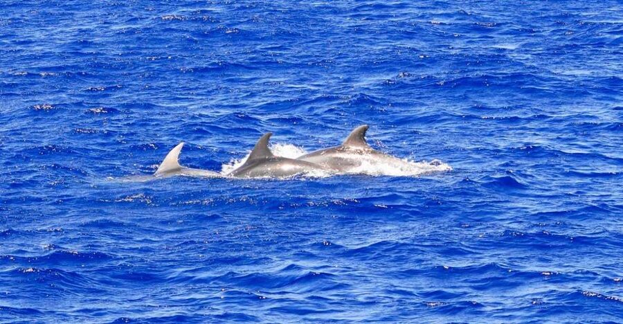 Santa Ponsa: Dolphin Watching Cruise - The search for dolphins in open water