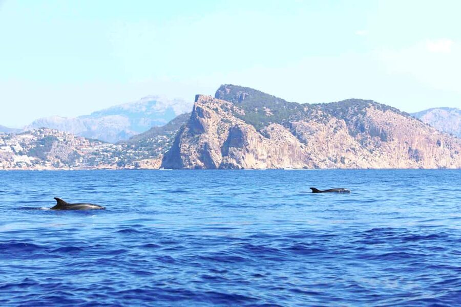 Santa Ponsa: Dolphin Watching Cruise - Choosing between 1.5 hours and up to 2.5 hours