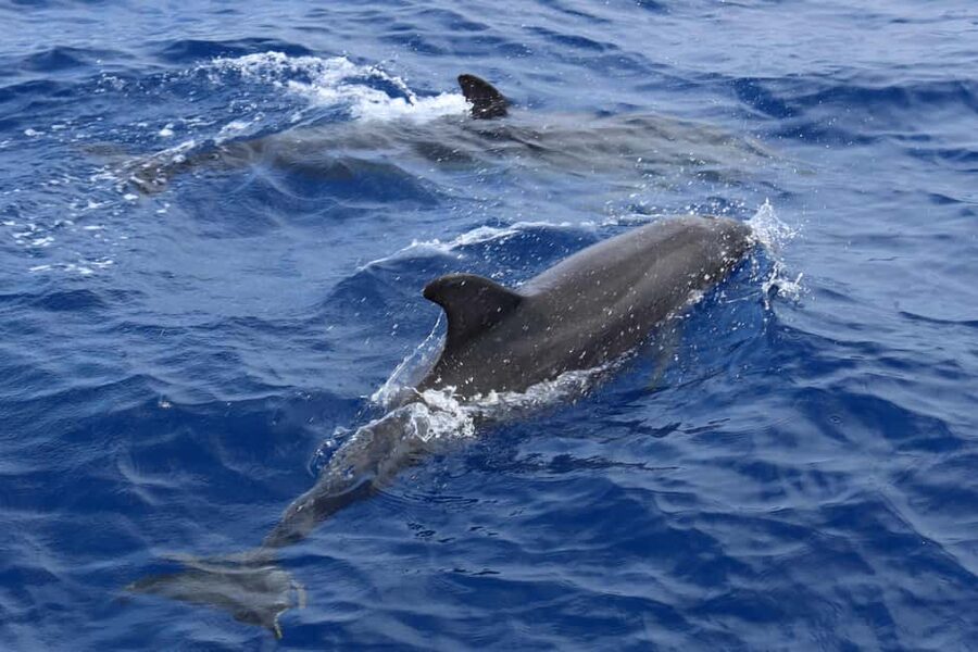 Santa Ponsa: Dolphin Watching Cruise - Food, drinks, and comfort onboard