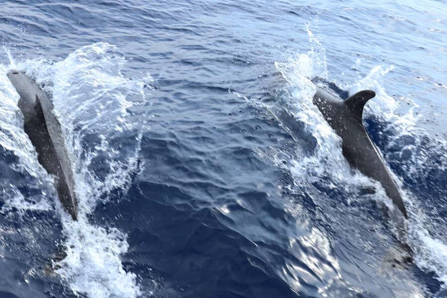 Santa Ponsa: Dolphin Watching Cruise - Family appeal and the less polished moments