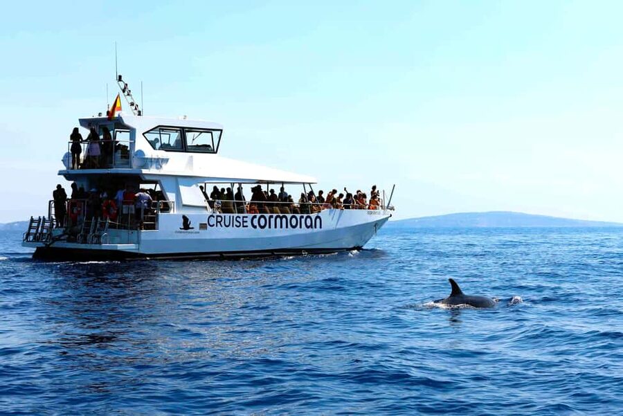 Santa Ponsa: Dolphin Watching Cruise - How good is the $41 value?