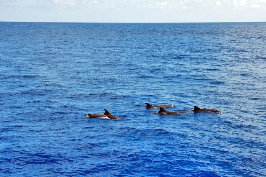 Santa Ponsa: Dolphin Watching Cruise - Sailing along Mallorca’s southwest coast