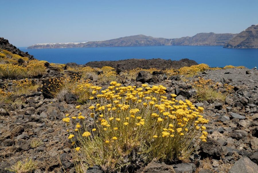Santorini: Thirassia Islands and Volcano Guided Cruise - The return past Oia’s cliffs