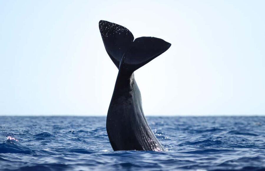 São Miguel: Whale-Watching Cruise with Marine Biologist - Key details at a glance