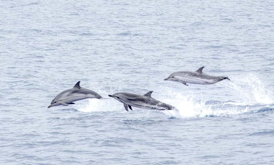 São Miguel: Whale-Watching Cruise with Marine Biologist - Why São Miguel is such a good place for whale watching